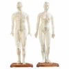2 Mannequins D’acupuncture (homme/femme)